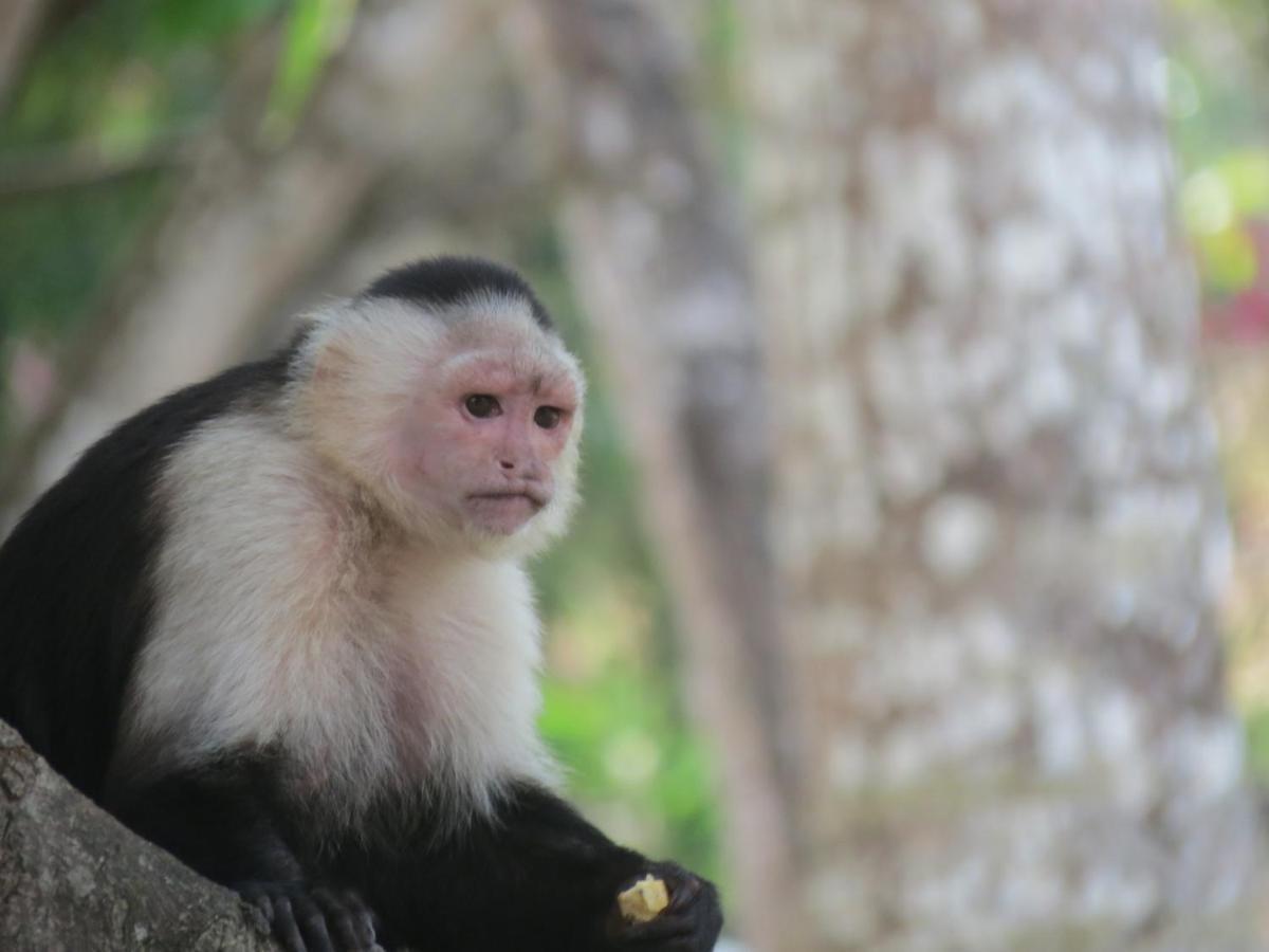 Monkey Lodge Panama Chilibre ภายนอก รูปภาพ