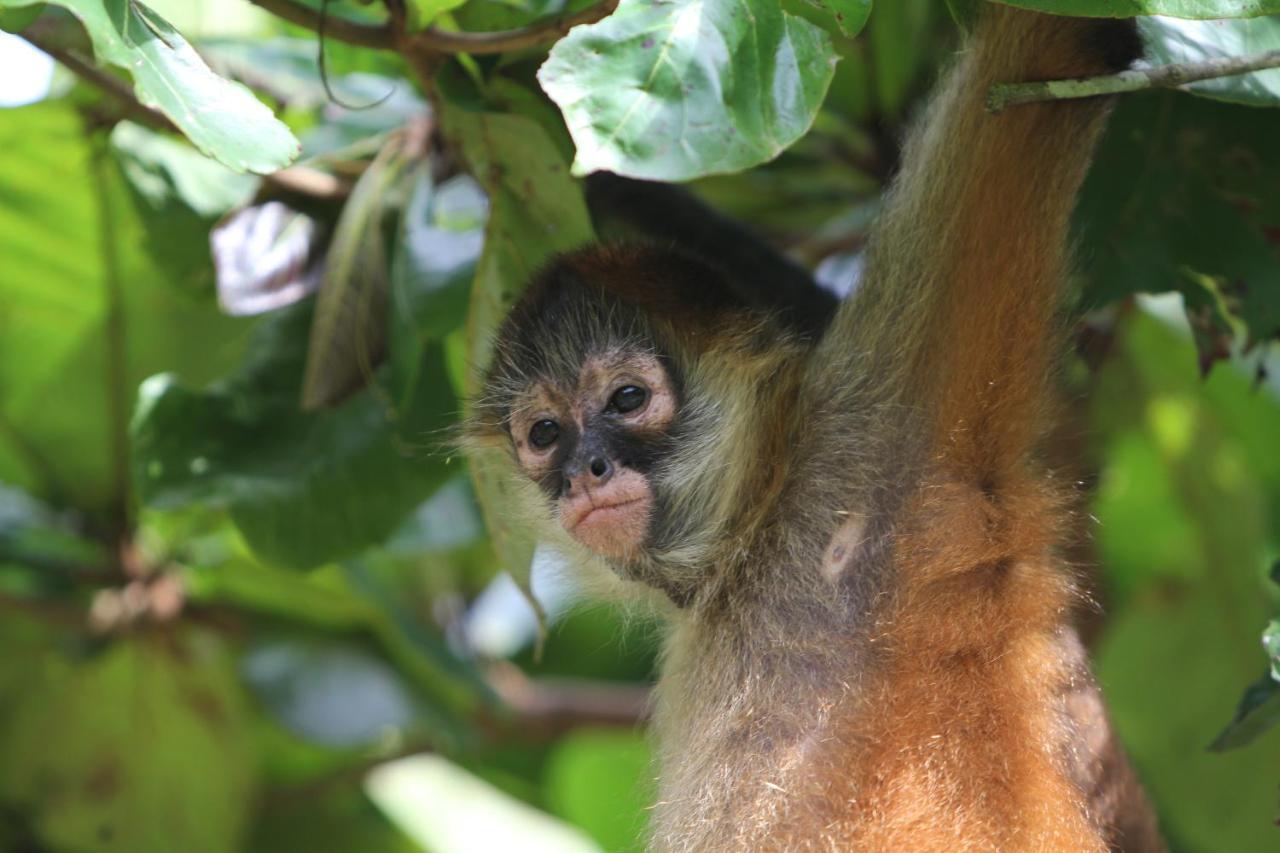 Monkey Lodge Panama Chilibre ภายนอก รูปภาพ